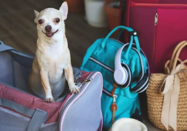 Pet Travel Gear